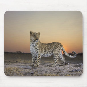 Mousepad Comprimento do cheio do leopardo (Panthera pardus)