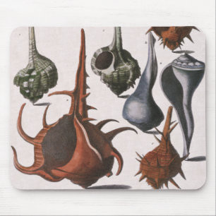 Mousepad Conchas, Conchas Marinhas Antigas, Vida Marinha do