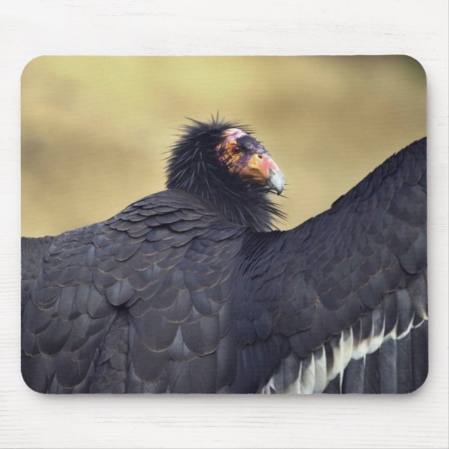 Mousepad Condor de Califórnia (Frente)