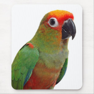 Mousepad conure Ouro-tampado