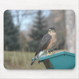 Mousepad Coopers Hawk