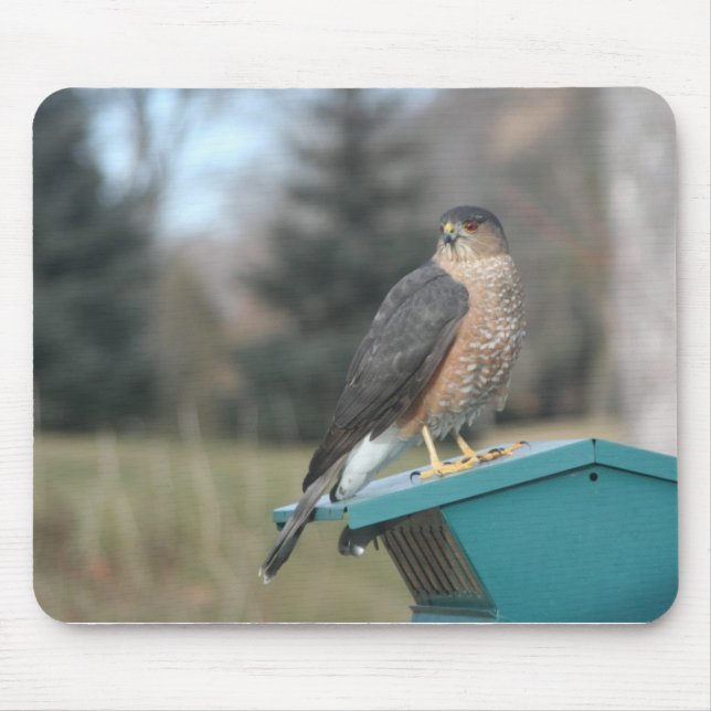 Mousepad Coopers Hawk (Frente)