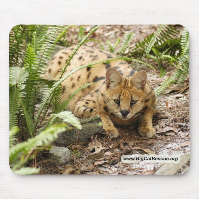 Mousepad cópia do serval 019 (Frente)