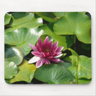 Mousepad cor-de-rosa do lírio de água