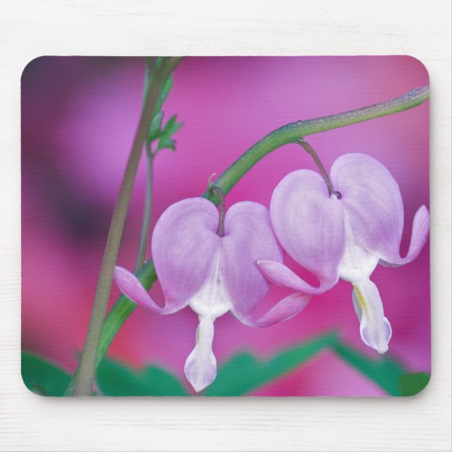 Mousepad Corações Sangrando Conectando-se no Jardim. Crédit (Frente)