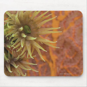 Mousepad Coral alaranjado do copo