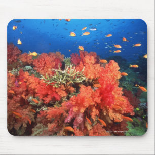 Mousepad Coral e peixes