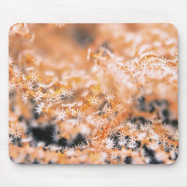 Mousepad Coral Gorgoniano 2 (Frente)