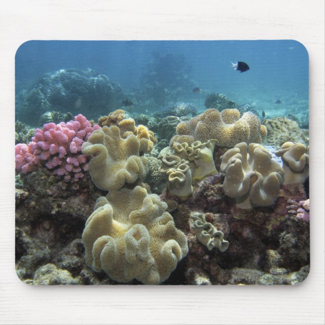 Mousepad Coral, Recife de Agincourt, Recife de Barreira de  (Frente)