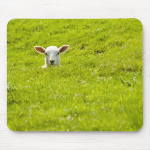 Mousepad cordeiro em um mergulho
