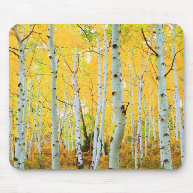 Mousepad Cores de outono das árvores Aspen 1 (Frente)