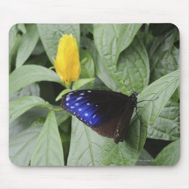 Mousepad Coroa azul (Euploea mulciber) estriada na folha, (Frente)
