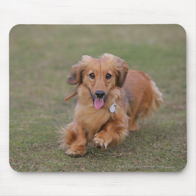 Mousepad Corredor do Dachshund de Miniture (Frente)