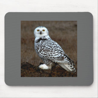 Mousepad Coruja