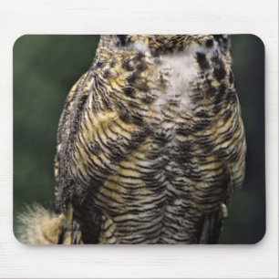 Mousepad Coruja-americana (Bubo virginianus), corpo inteiro
