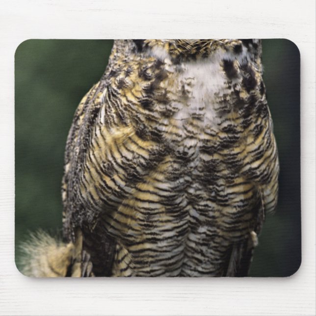 Mousepad Coruja-americana (Bubo virginianus), corpo inteiro (Frente)