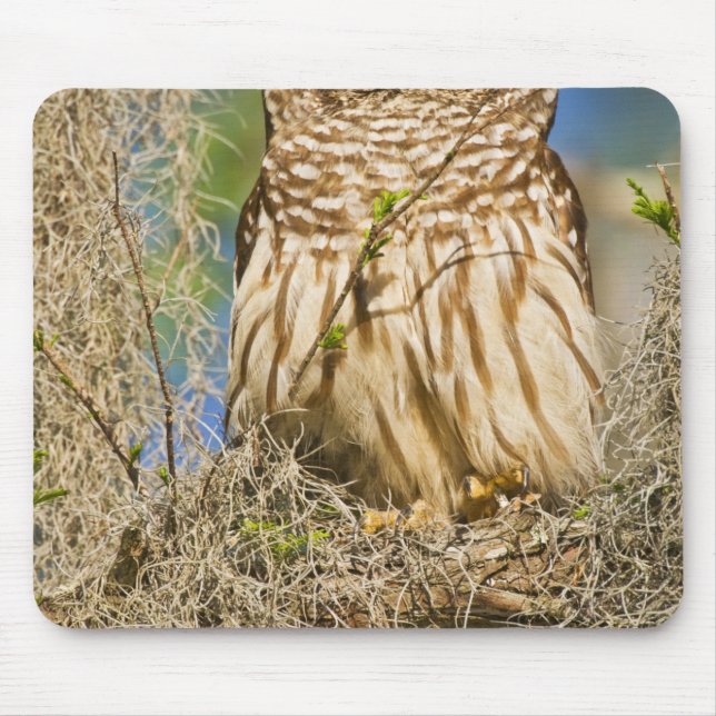 Mousepad Coruja-barreada (Strix varia) empoleirada em árvor (Frente)