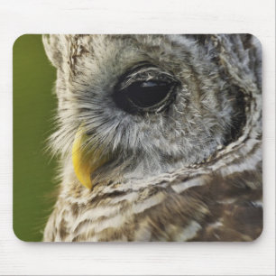 Mousepad Coruja-barreada, Strix varia, Michigan