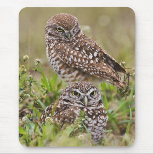 Mousepad Coruja-buraqueira, Athene cunicularia, Cape Coral,