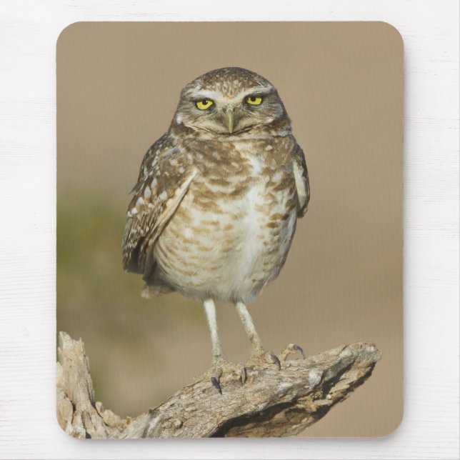 Mousepad Coruja Burgueira em uma costela Cholla (Frente)