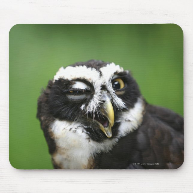 Mousepad Coruja Espetacada (Pulsatrix perspicillata) (Frente)