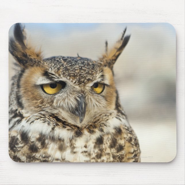 Mousepad Coruja-excelente (Bubo virginianus) (Frente)