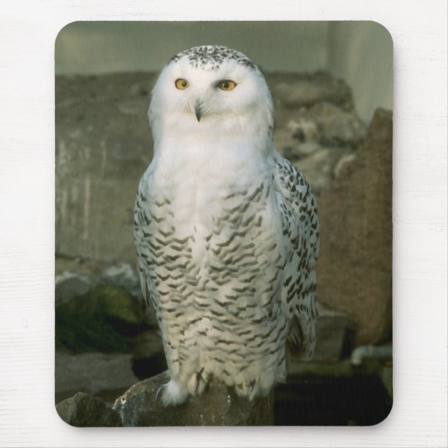 Mousepad Coruja nevado (Frente)