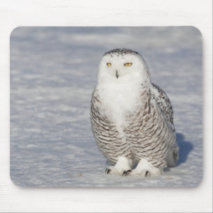 Mousepad Coruja nevado que está a água próxima que cria