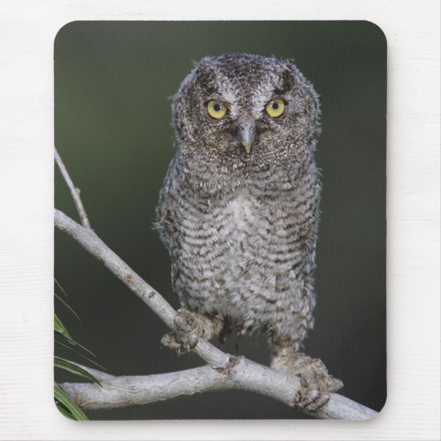 Mousepad Coruja-pequena, Megascops asio, Otus 2 (Frente)