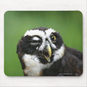 Mousepad Coruja Spectacled (perspicillata de Pulsatrix)