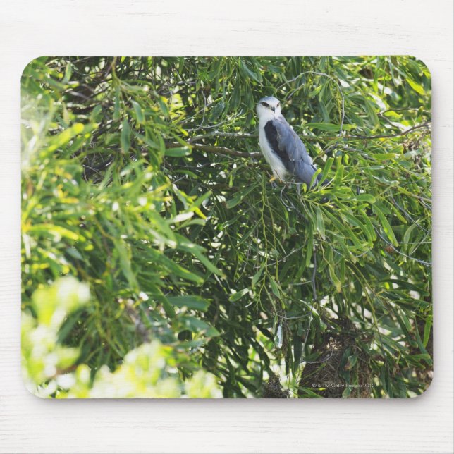 Mousepad Coruja tocando numa árvore (Frente)