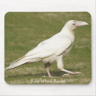 Mousepad Corvo branco raro
