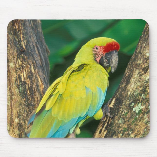 Mousepad Costa Rica, Ara Ambigua, Maca Verde Excelente. (Frente)