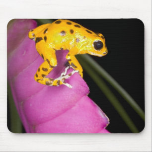 Mousepad Costa Rica. Close-up de sapo venenoso