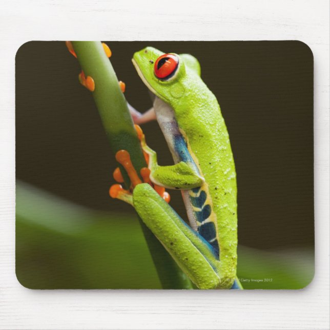 Mousepad Costa Rica, Monteverde, Sapo de árvore de olhos ve (Frente)
