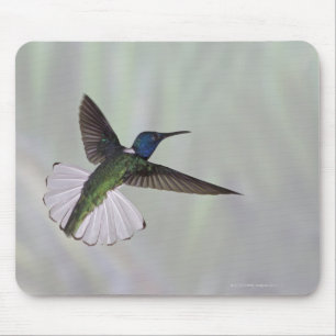 Mousepad costela Branco-necked 2 do melivora de Jacobin