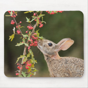 Mousepad Cottontail oriental Sul do Texas