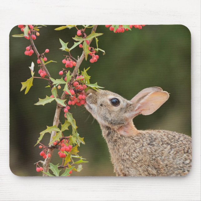 Mousepad Cottontail oriental | Sul do Texas (Frente)