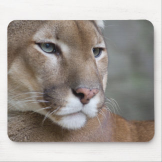 Mousepad COUGAR encara olhos macro gatos selvagens