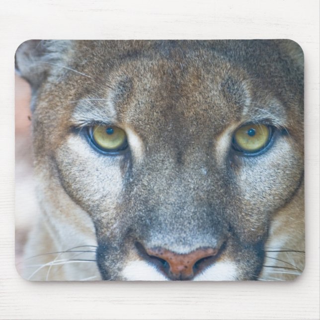 Mousepad Cougar, leão da montanha, Puma da Flórida (Frente)