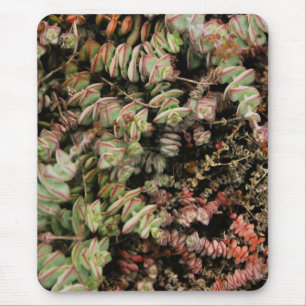 Mousepad Crassula perforata