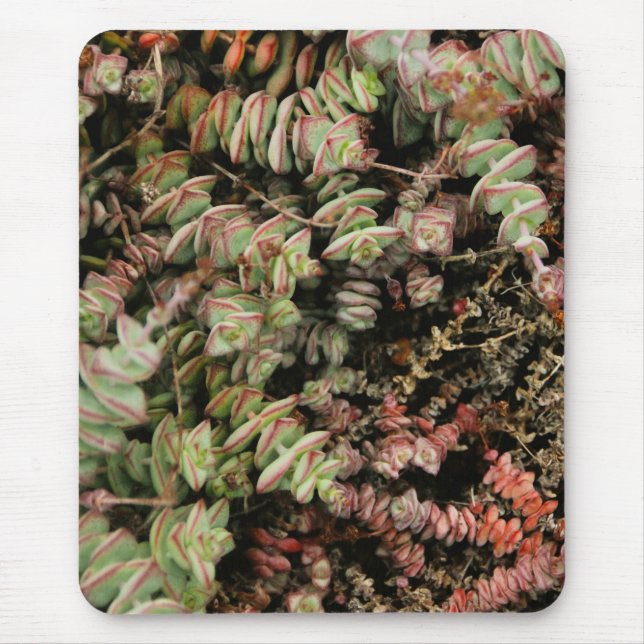 Mousepad Crassula perforata (Frente)