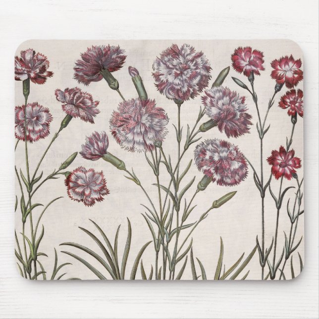 Mousepad Cravos: majore do flore 1.Caryophyllus; 2. Caryop (Frente)
