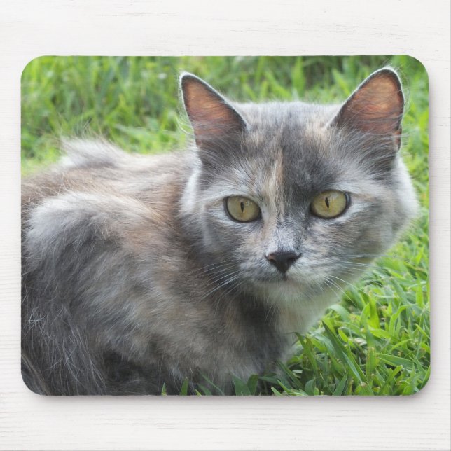 Mousepad Creme azul - Pad do mouse do Gatinho Tortie (Frente)