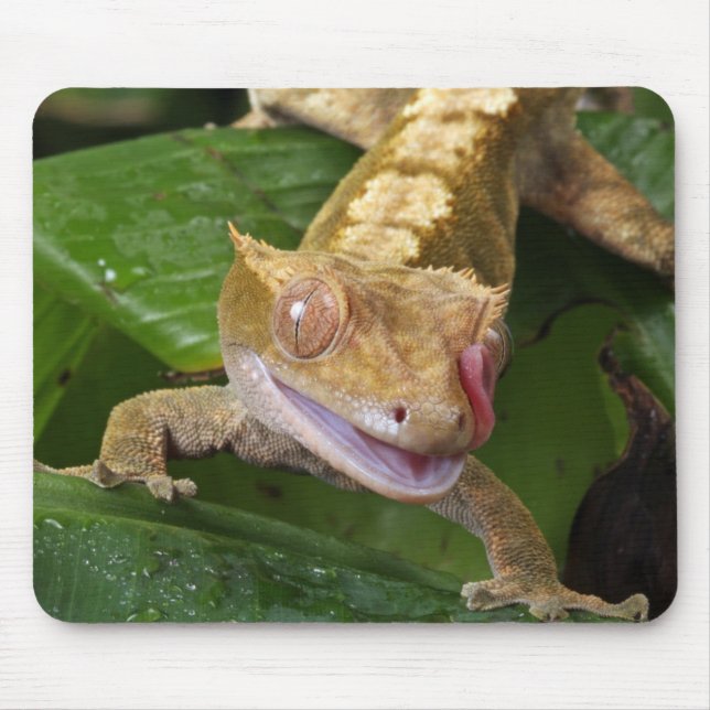 Mousepad Crested Gecko (Frente)