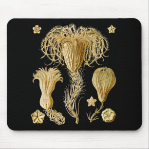 Mousepad Crinoids
