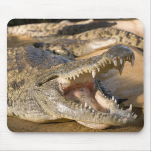 Mousepad crocodilo