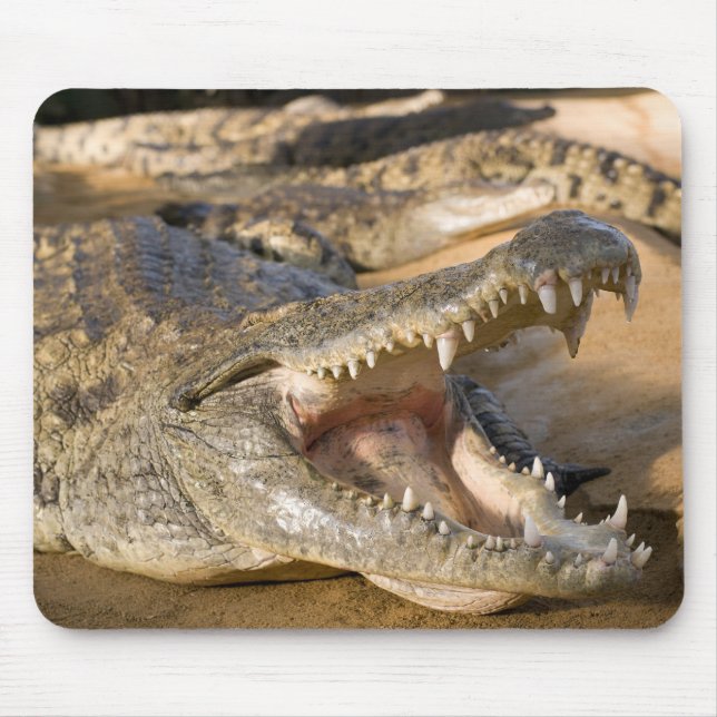 Mousepad crocodilo (Frente)