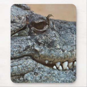 Mousepad Crocodilo