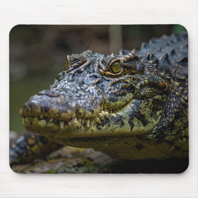 Mousepad crocodilo (Frente)